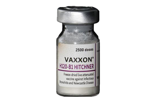 VAXXON H120-B1 HITCHNER (موثر در برابر بیماری برونشیت عفونی و نیوکاسل)