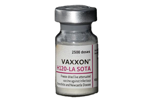 VAXXON H120-LA SOTA (مؤثر در برابر بیماری‌های برونشیت عفونی و نیوکاسل)