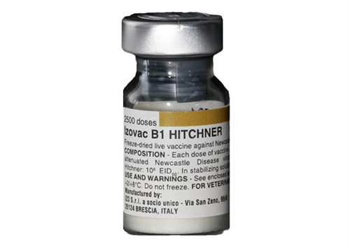 VAXXON B1 HITCHNER (موثر در برابر بیماری‌ نیوکاسل)